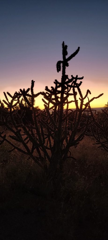 cactus in mid sunset