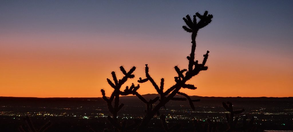 cactus at sunset