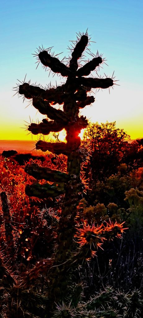 cactus in early sunset