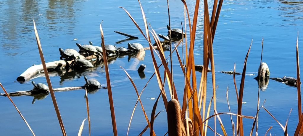 turtles keeping dry on a log